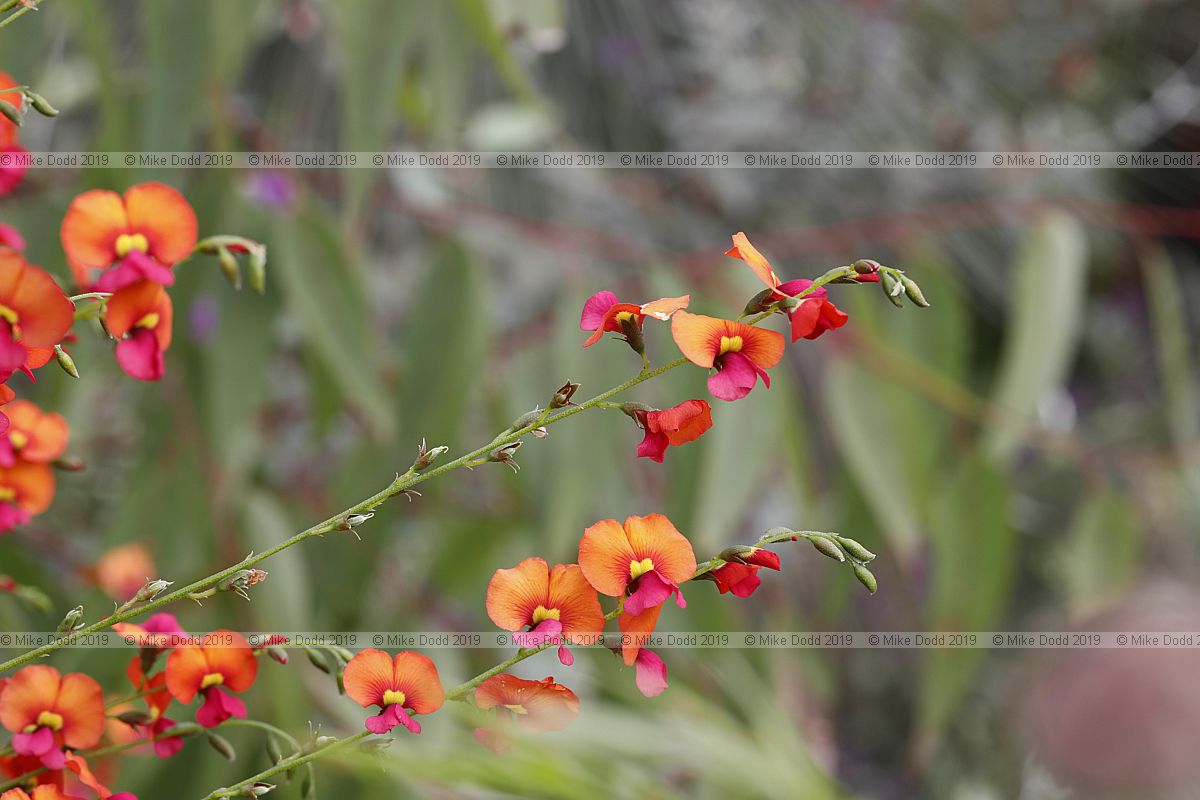 Chorizema cordatum Flame pea