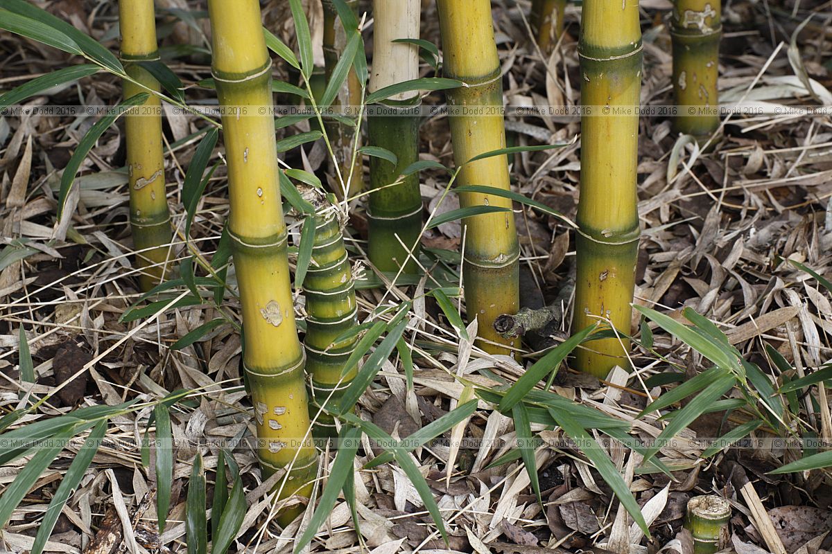 Chusquea aff. culeou