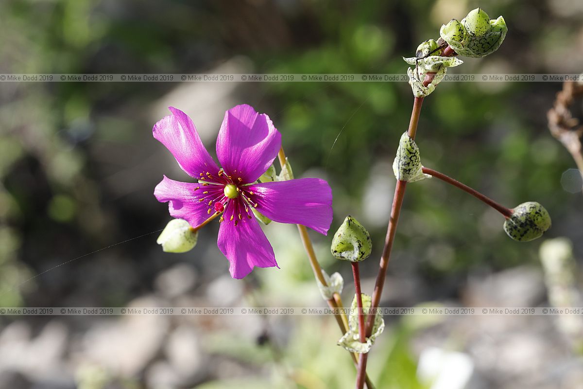 Cistanthe grandiflora