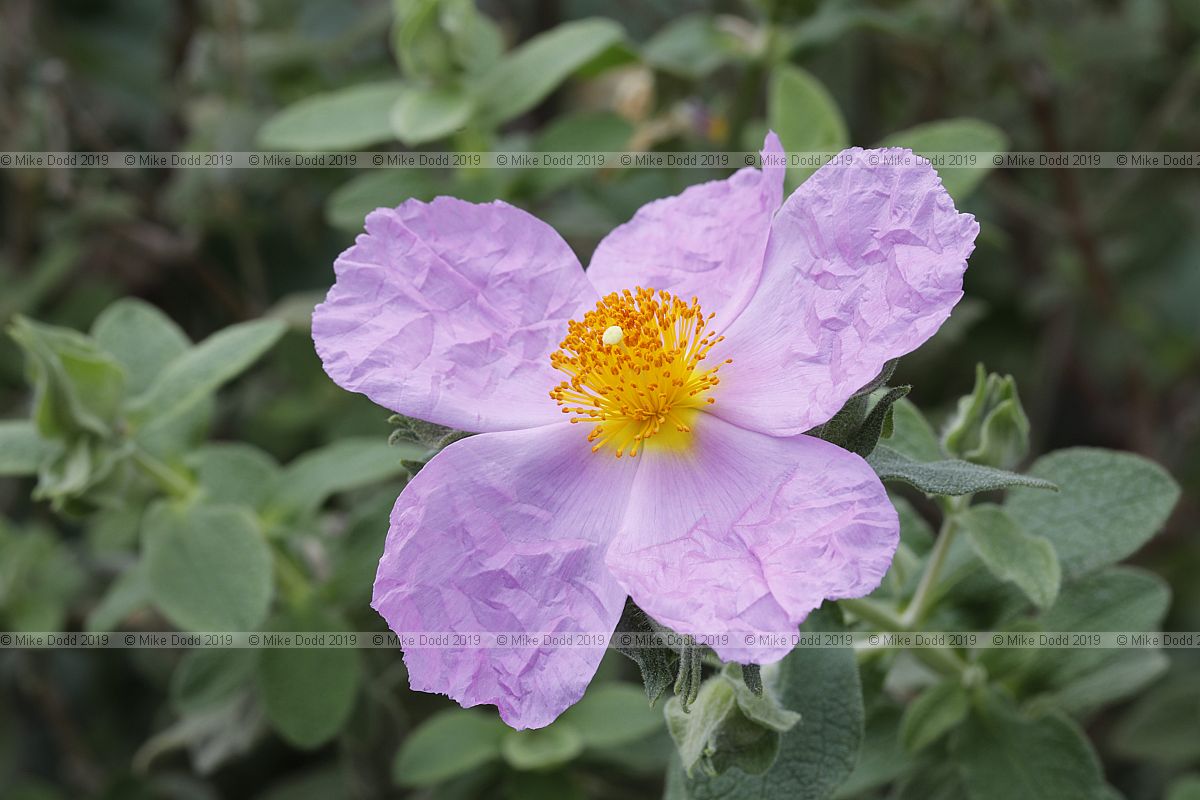 Cistus creticus