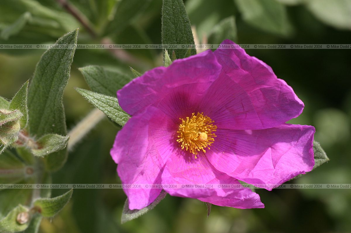 Cistus creticus