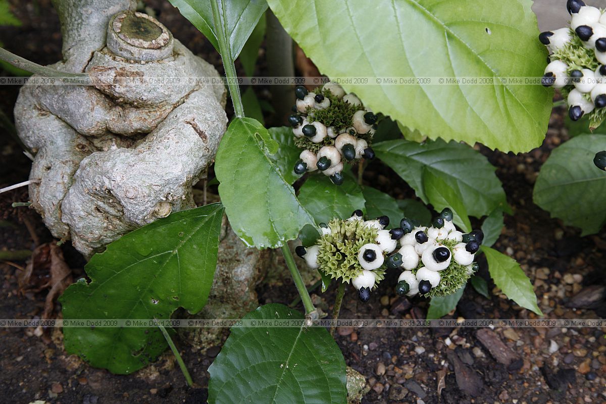 Clerodendrum schweinfurthii Verbenaceae
