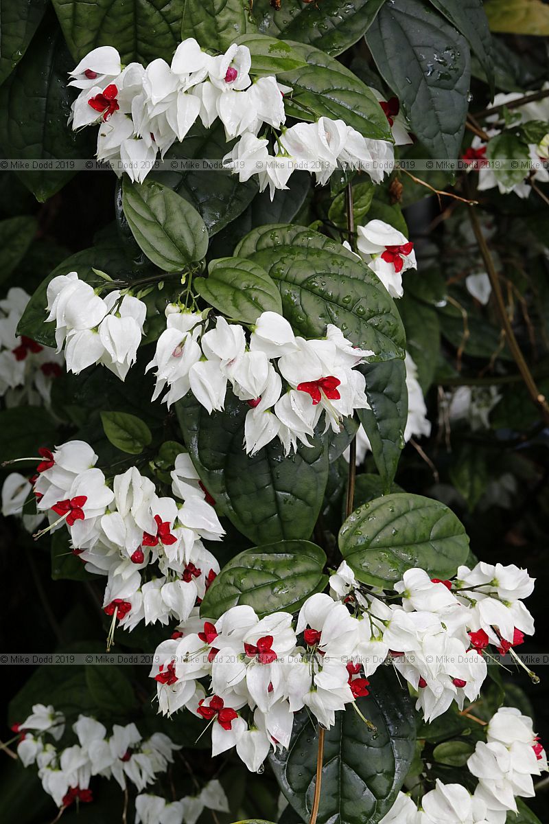 Clerodendrum thomsoniae Bleeding glory bower