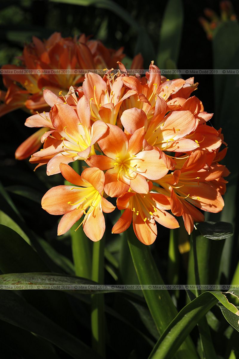 Clivia miniata Bush lily