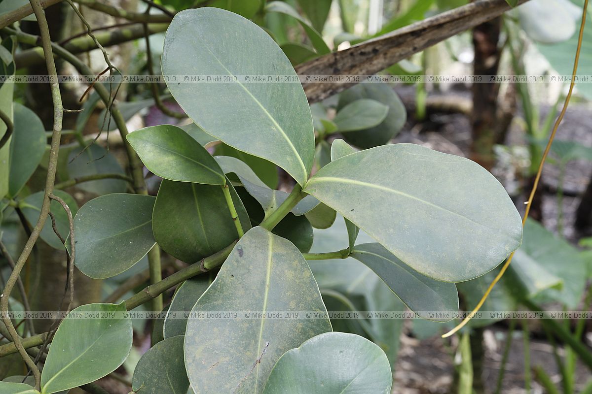 Clusia rosea Autograph tree