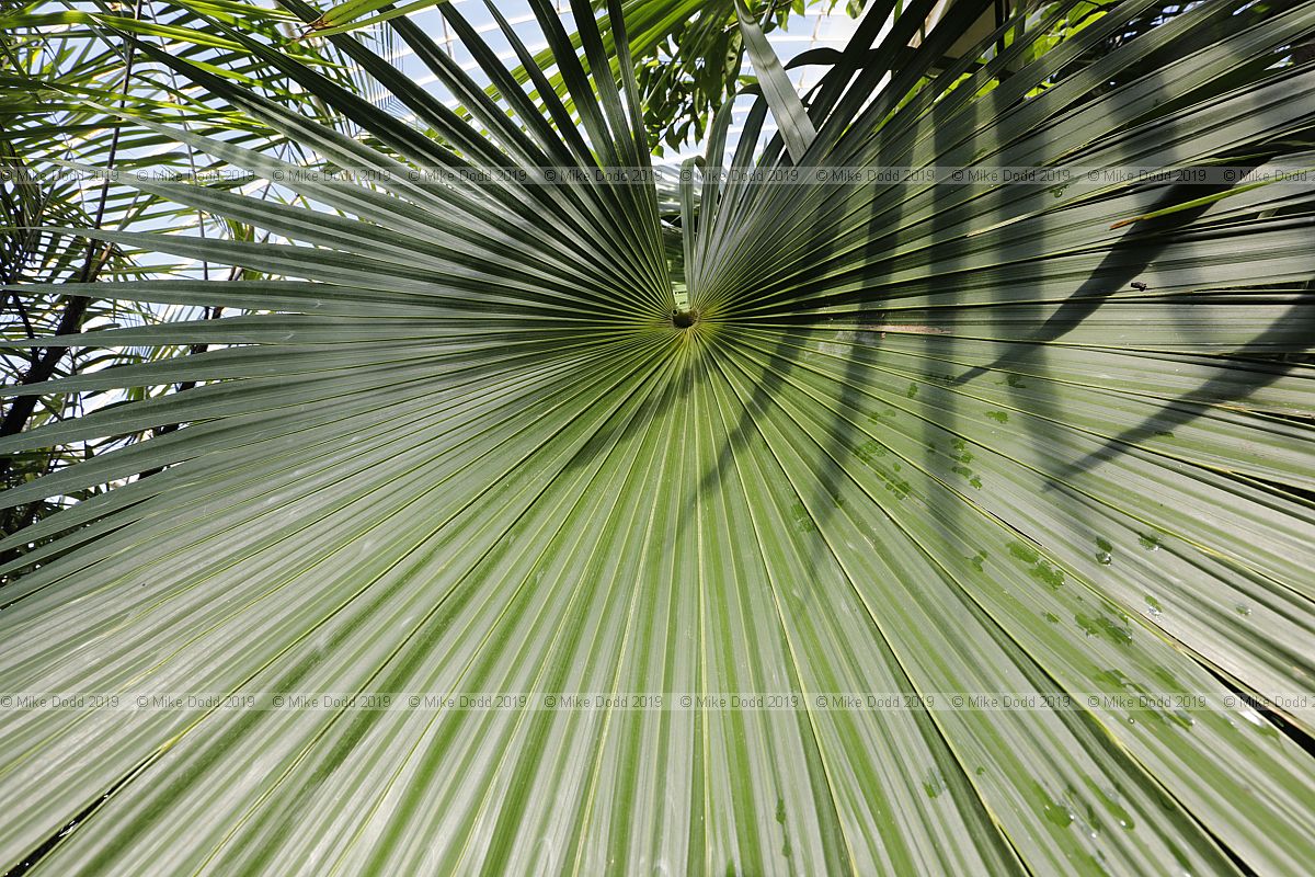 Coccothrinax alta