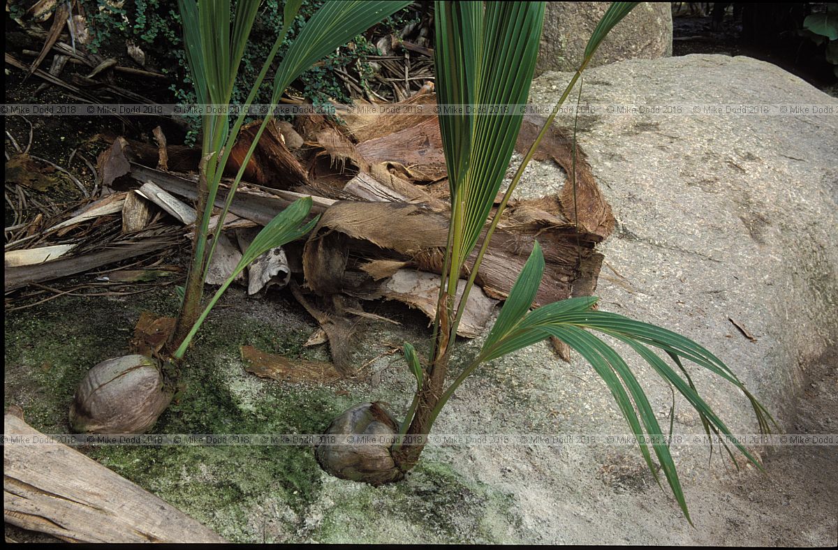 Cocos nucifera Coconut palm