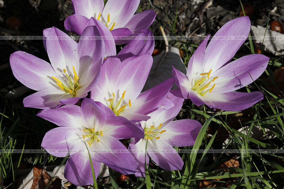 Colchicum