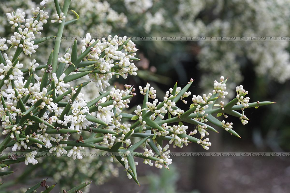Colletia paradoxa