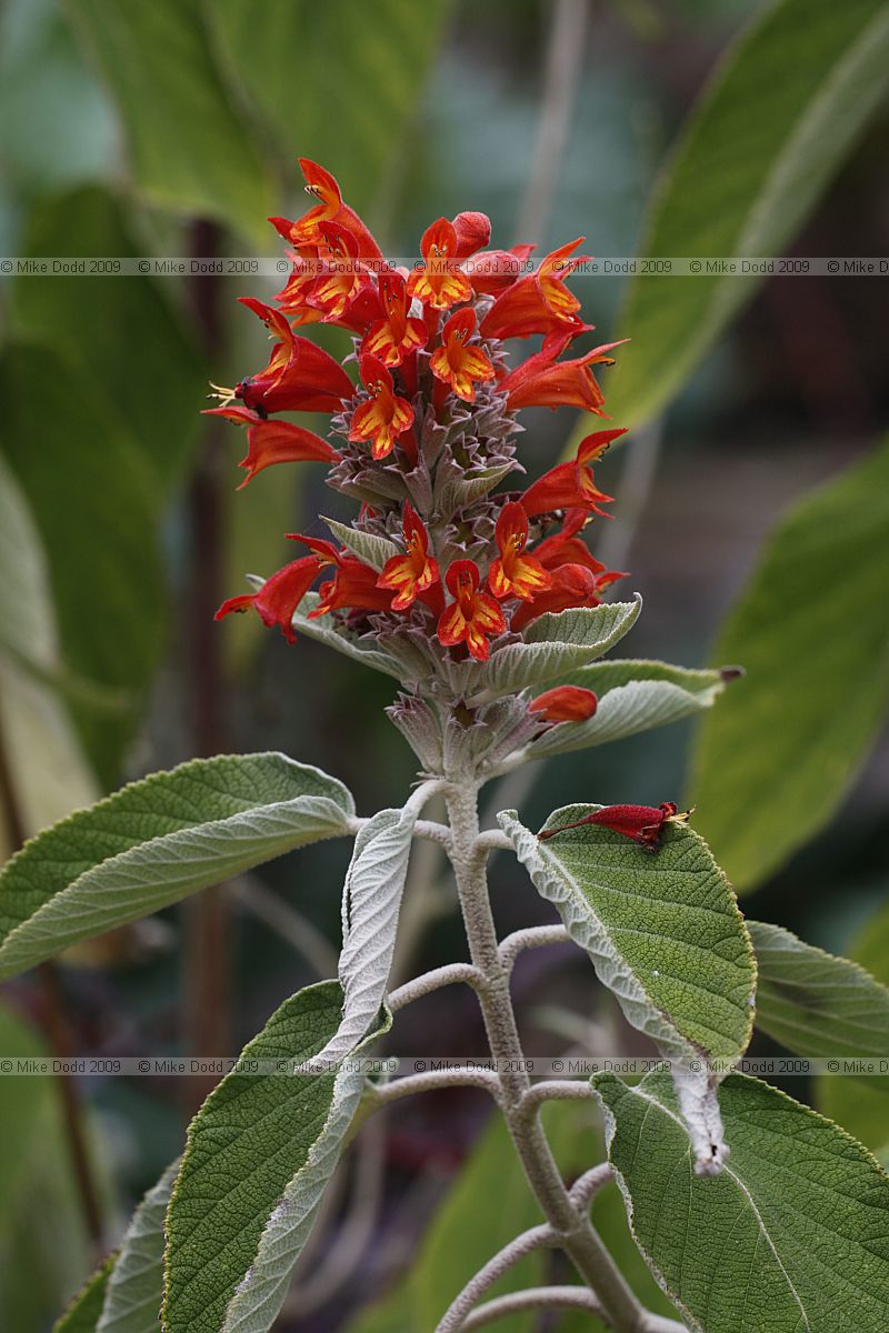 Colquhounia coccinea