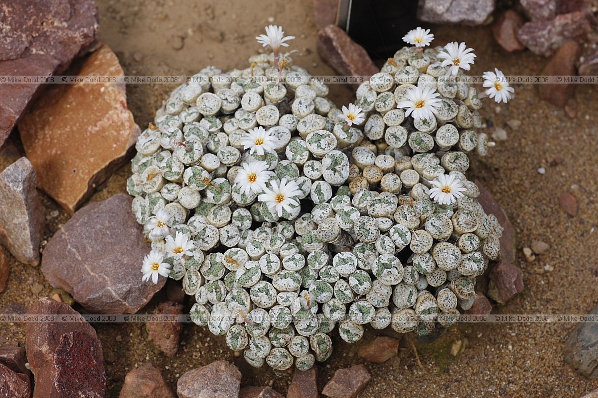 Conophytum fraternum