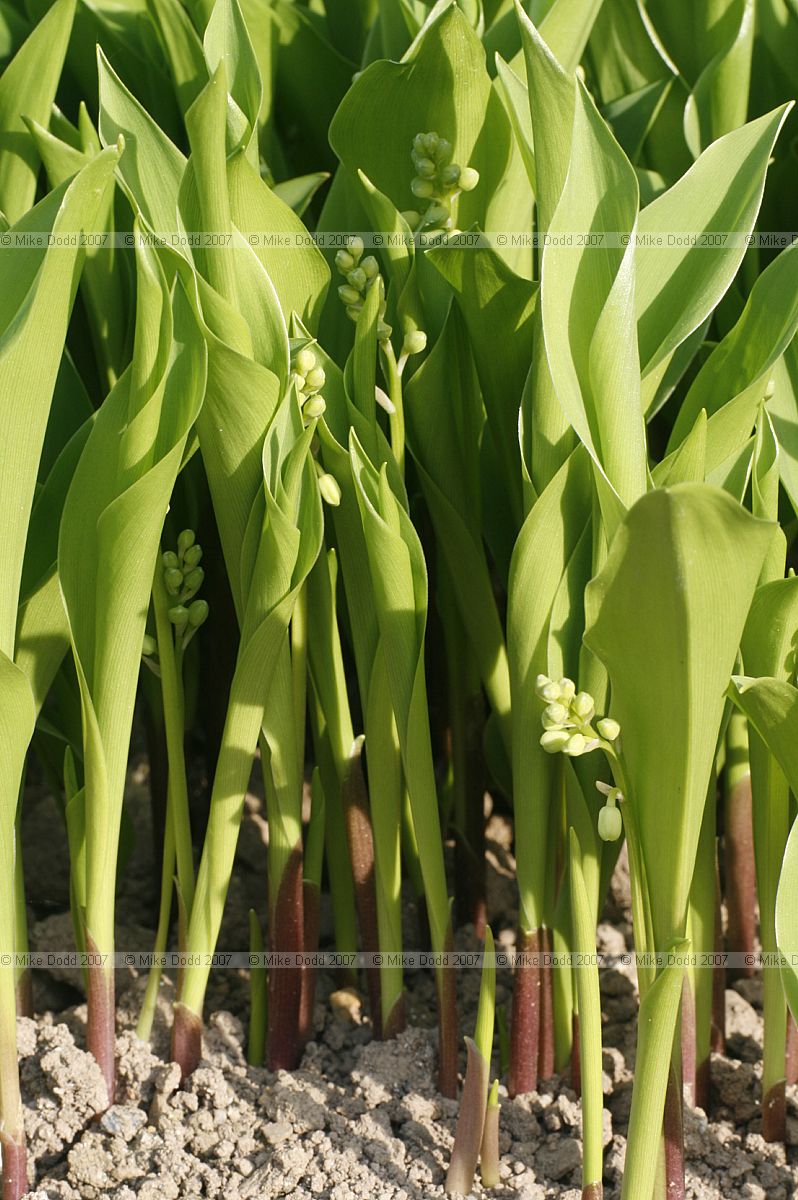 Convallaria majalis Lily of the valley