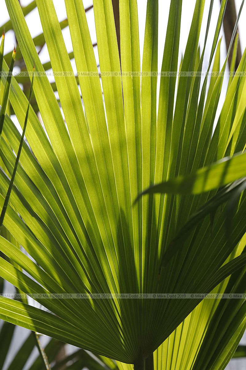 Copernicia berteroana