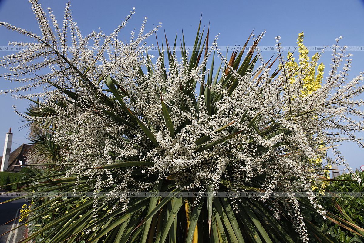 Cordyline australis Cabbage Palm (?)