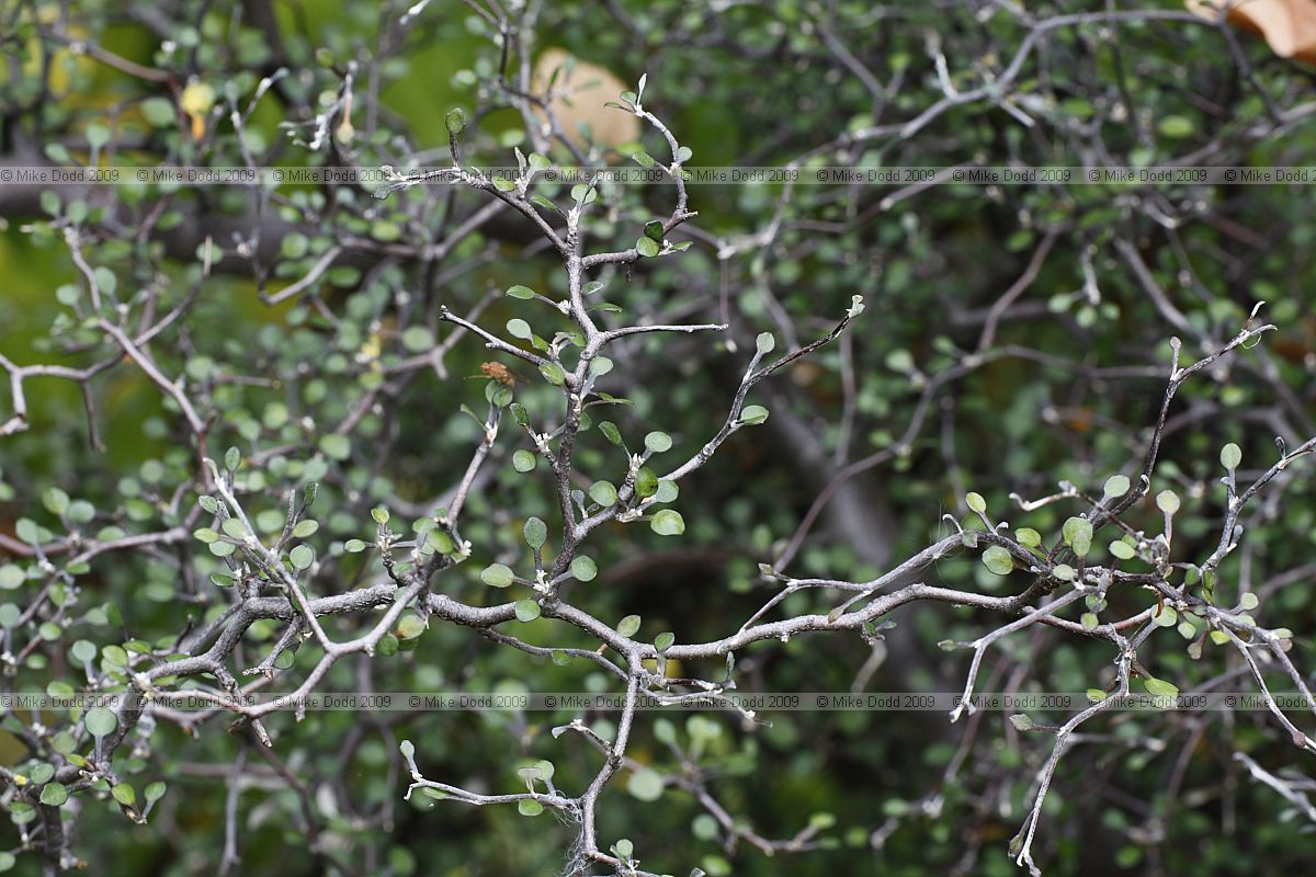 Corokia cotoneaster wire netting bush