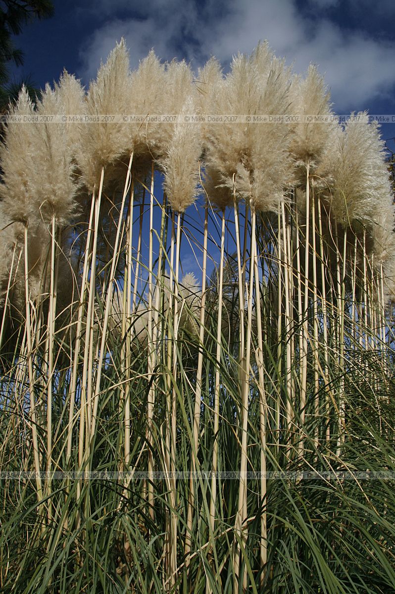 Cortaderia selloana Pampas grass