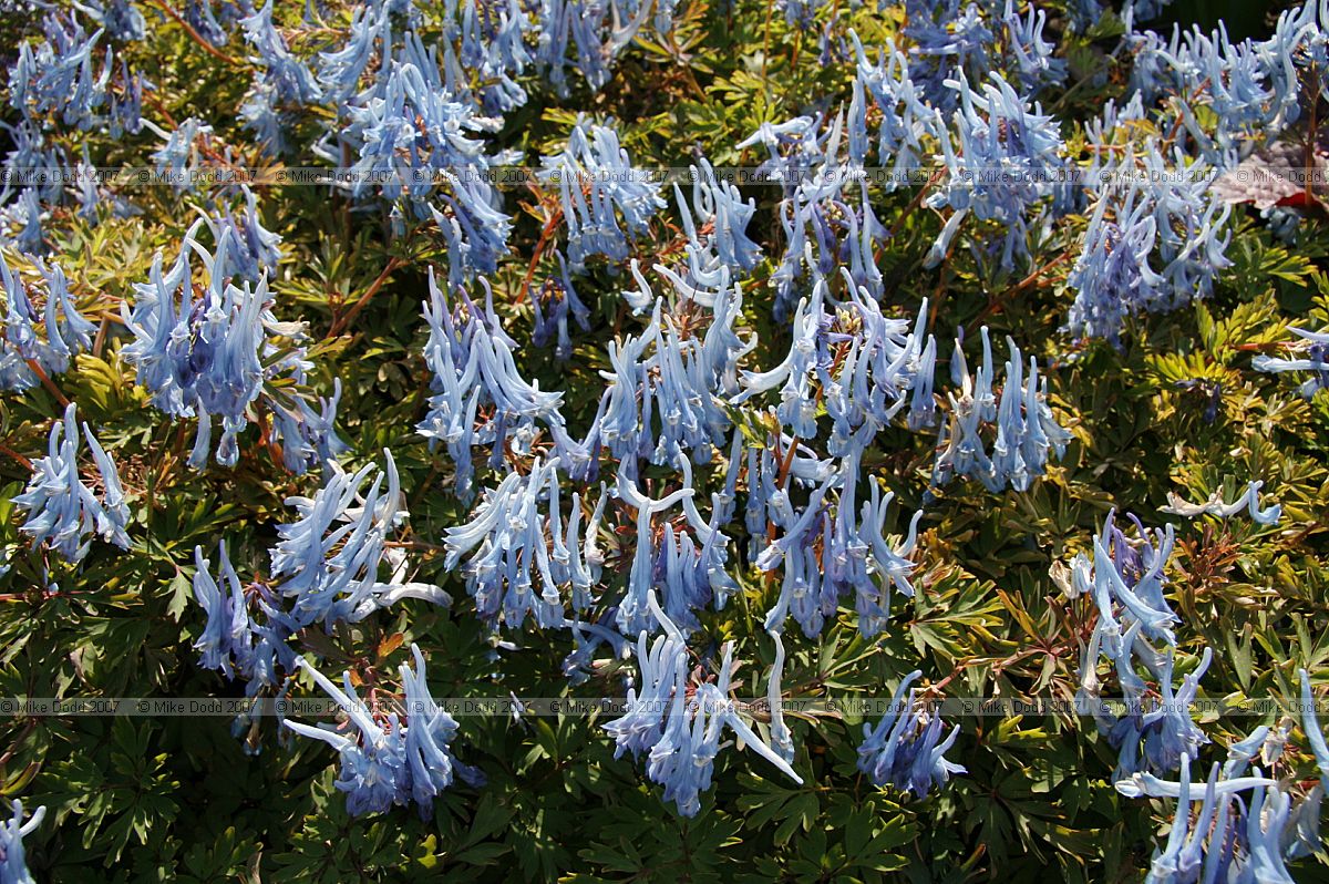Corydalis flexuosa 'Purple leaf'