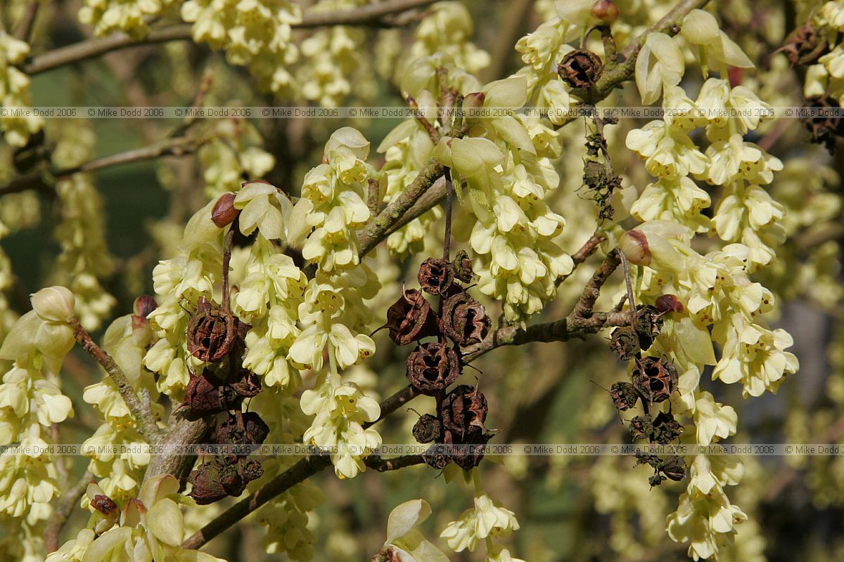 Corylopsis sinensis