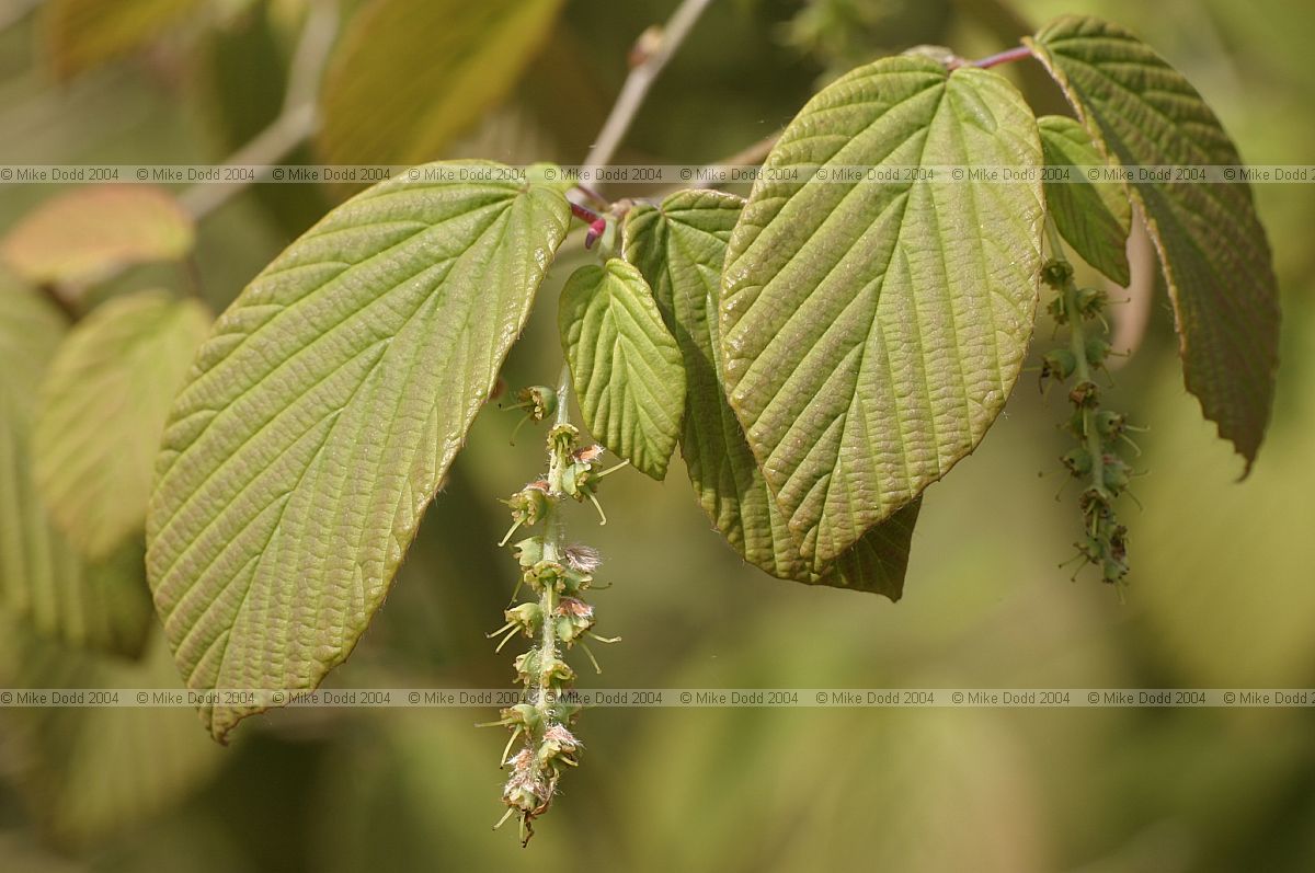 Corylopsis 'spring purple'