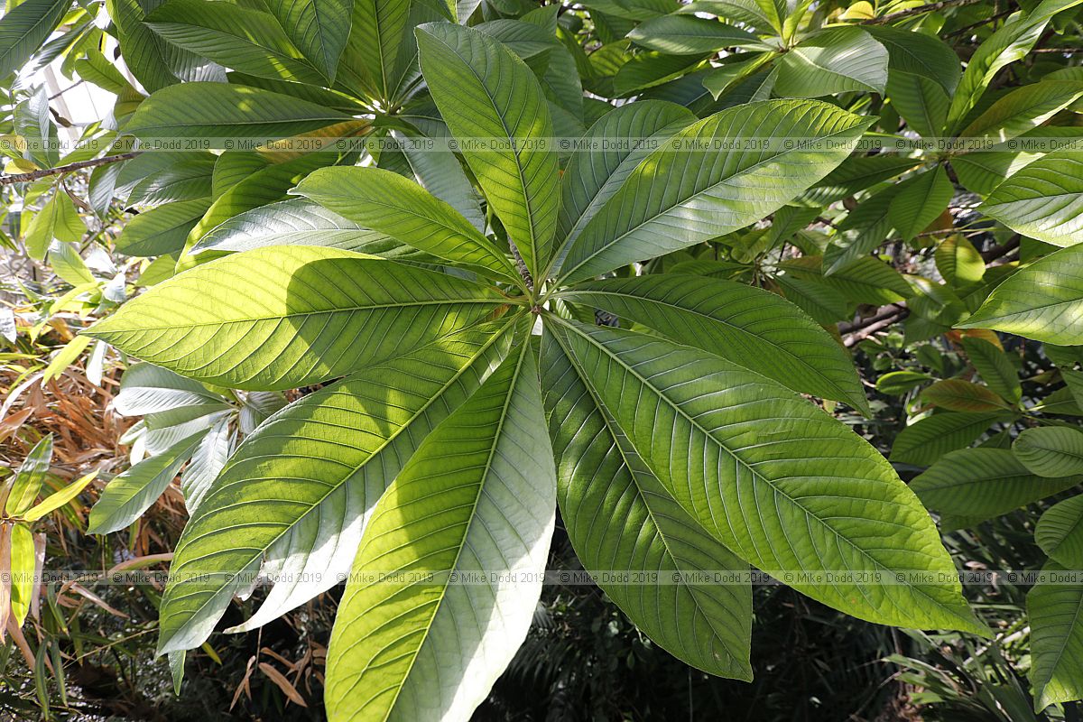 Couroupita guianensis Cannonball tree