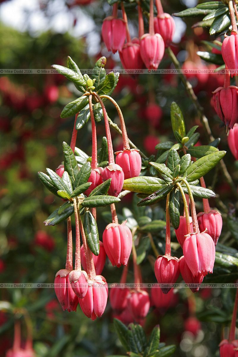 Crinodendron hookerianum  Chilean lantern tree