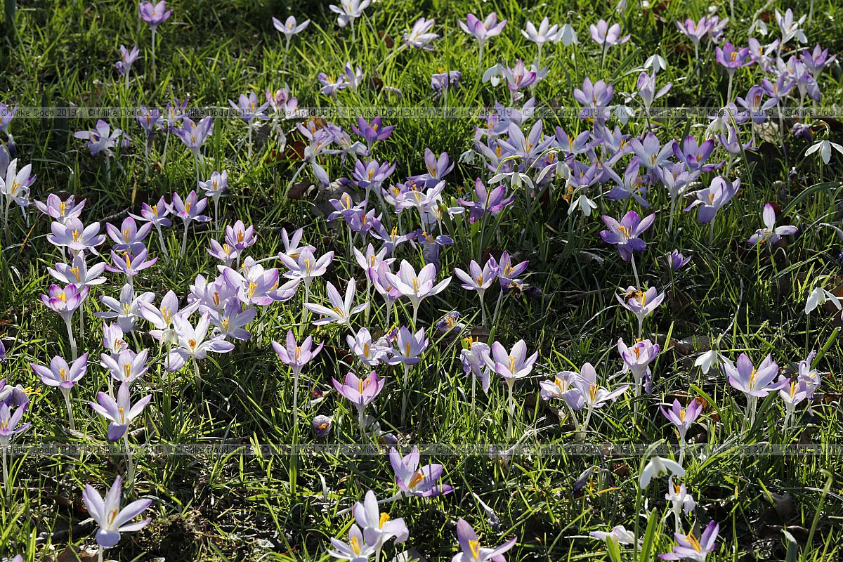 Crocus