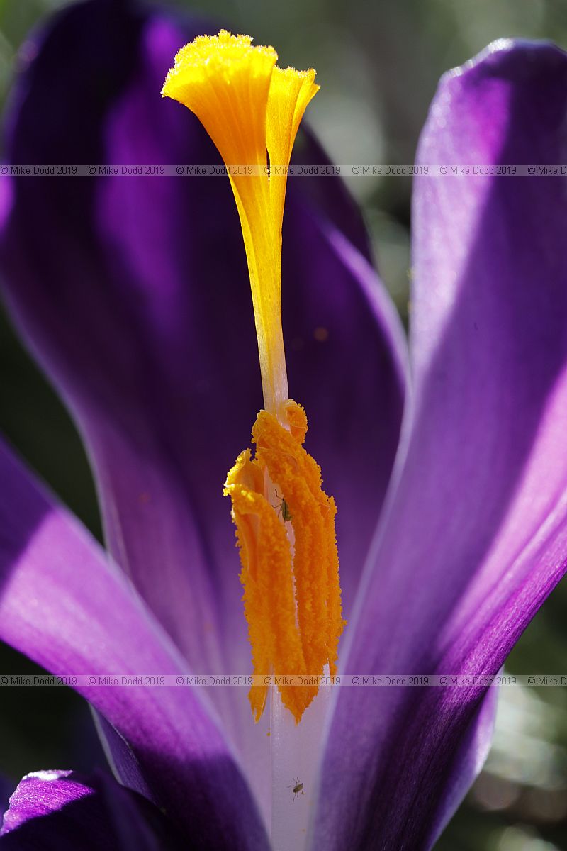 Crocus