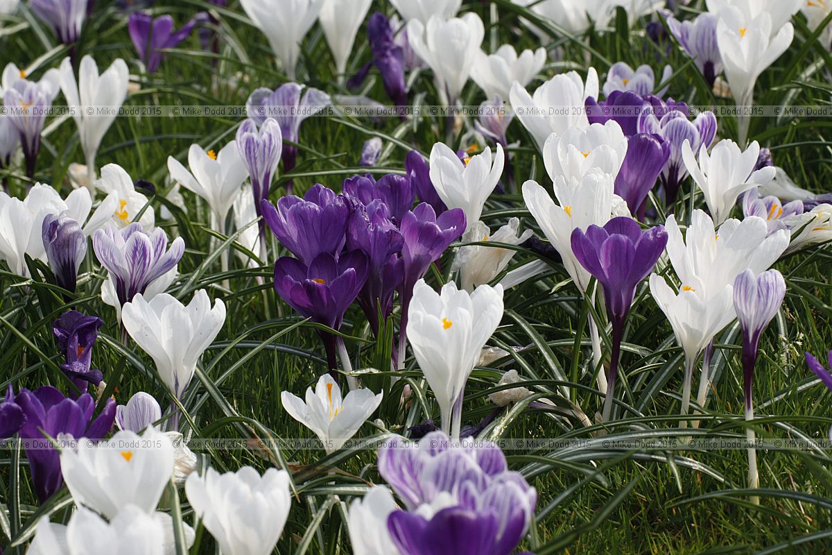Crocus
