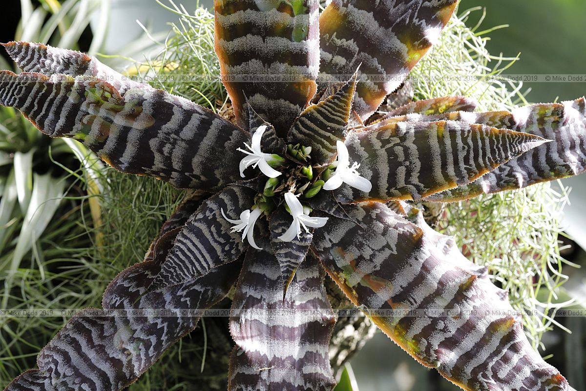 Cryptanthus 'Black Mystic'