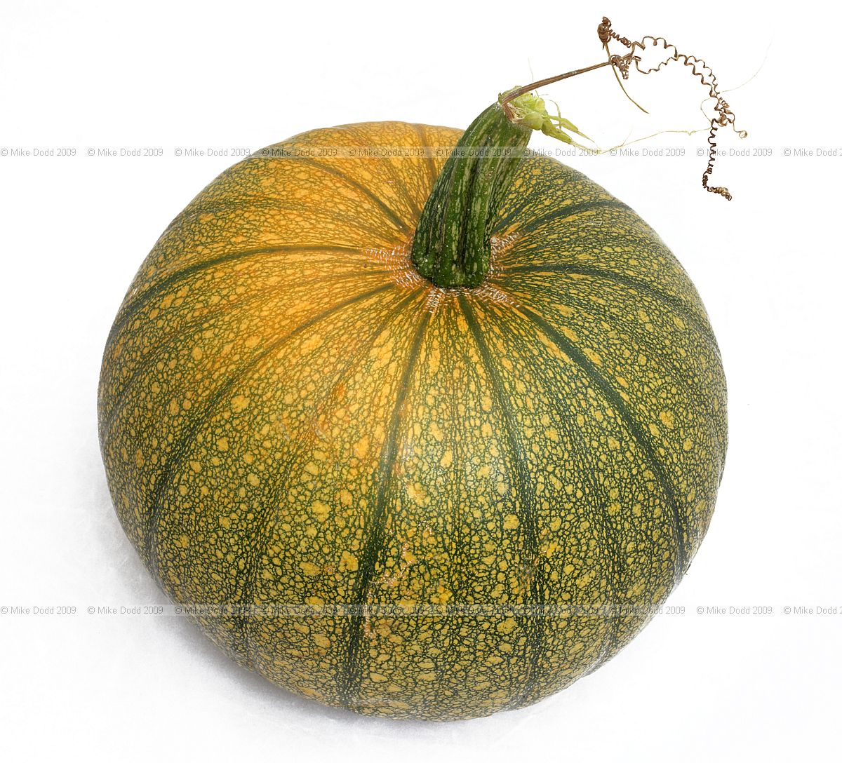 Cucurbita pepo Pumpkins