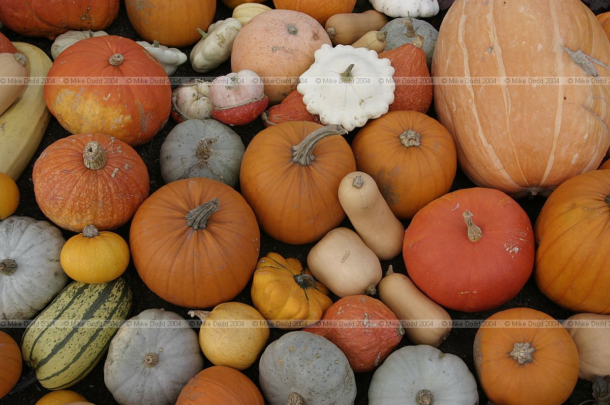 Cucurbitaceae display at the lily house at Kew