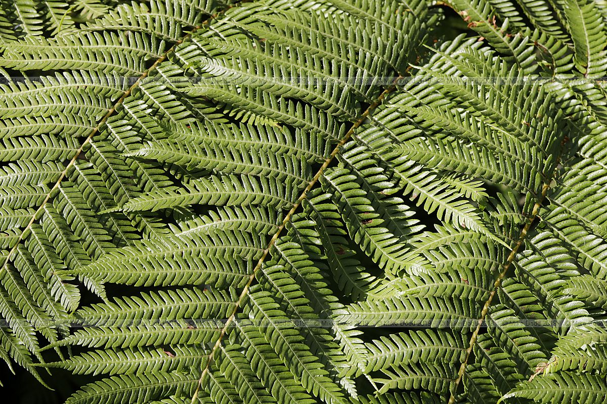 Cyathea cooperi