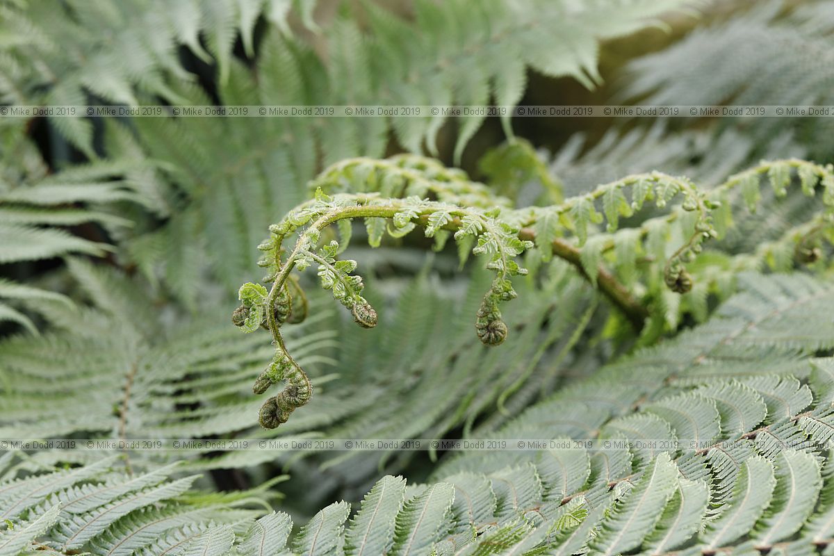 Cyathea medullaris