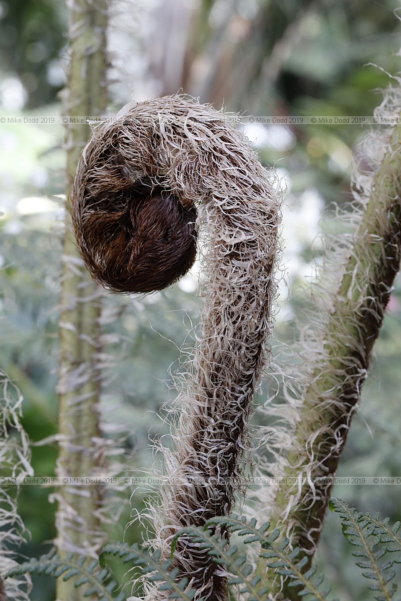 Cyathea tomentosissima