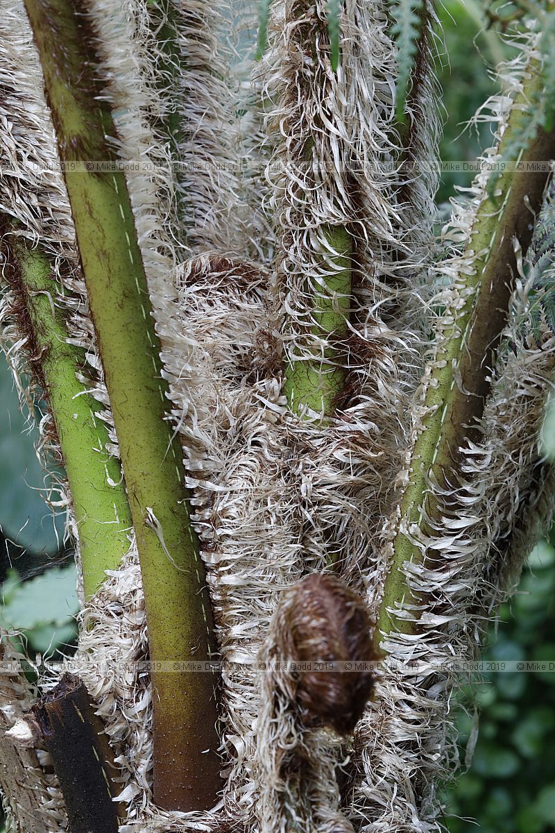Cyathea tomentosissima