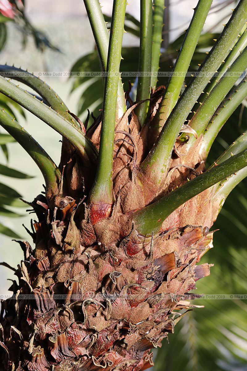 Cycas thouarsii Madagascar cycad