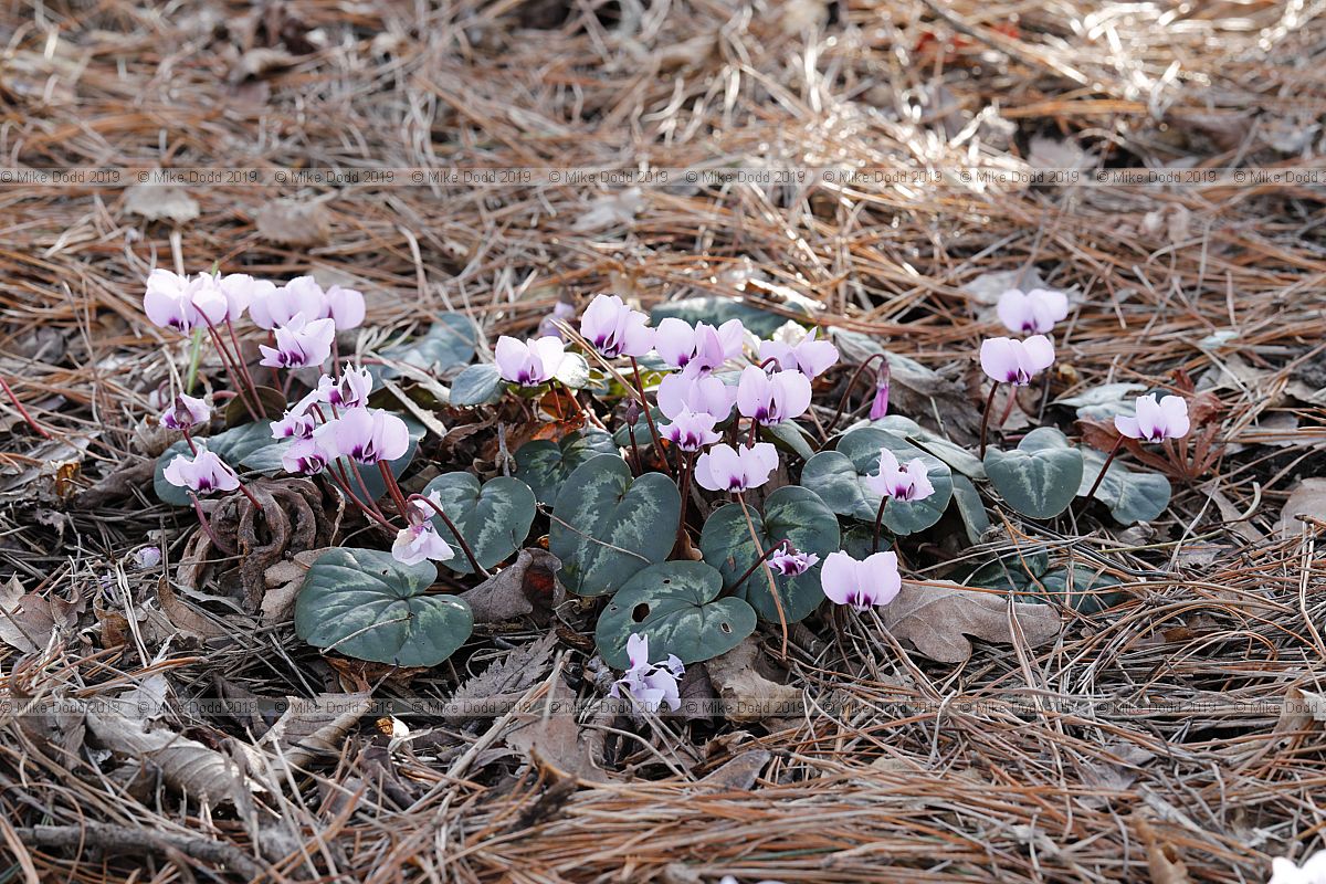 Cyclamen coum