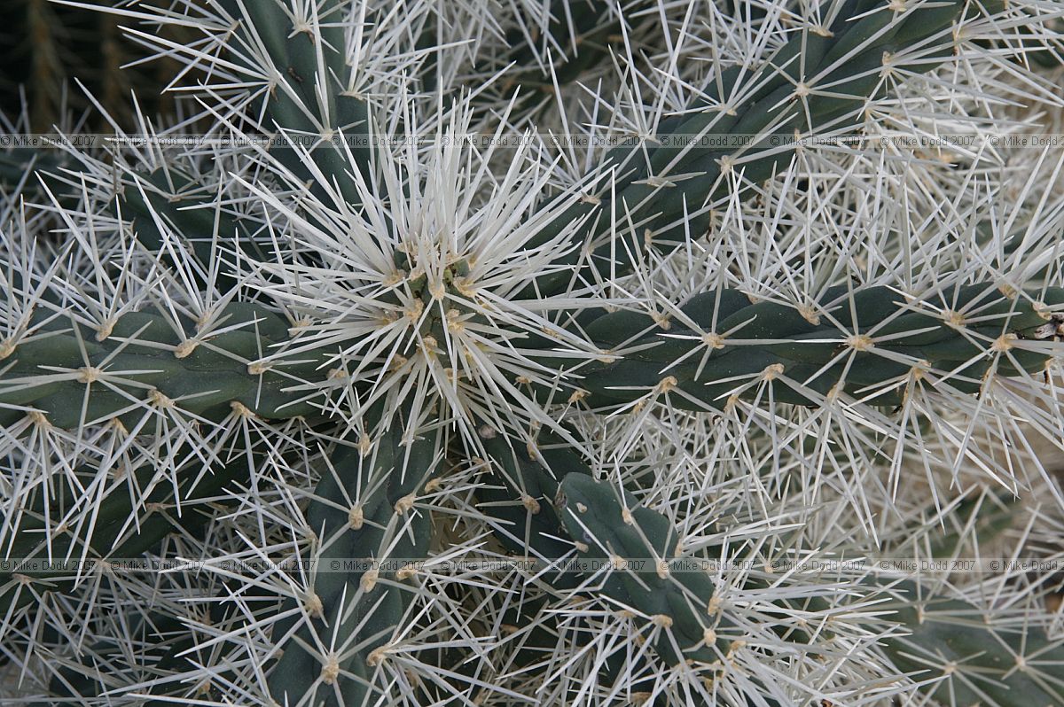Cylindropuntia tunicata