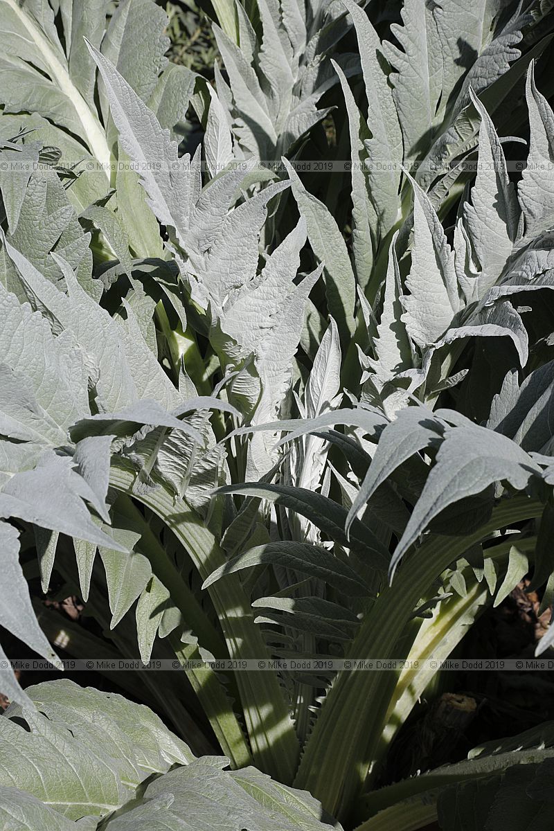 Cynara cardunculus