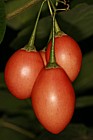 Cyphomandra betacea Tree tomato