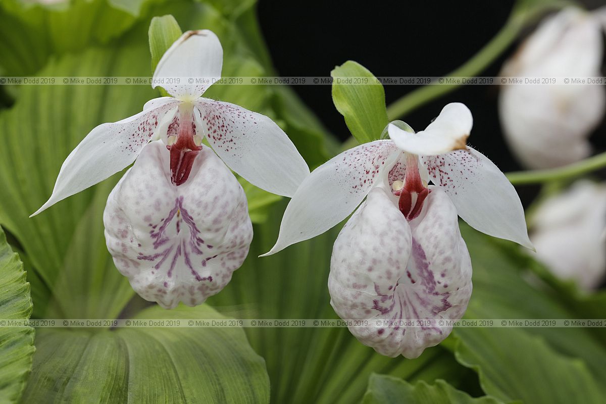 Cypripedium formosanum