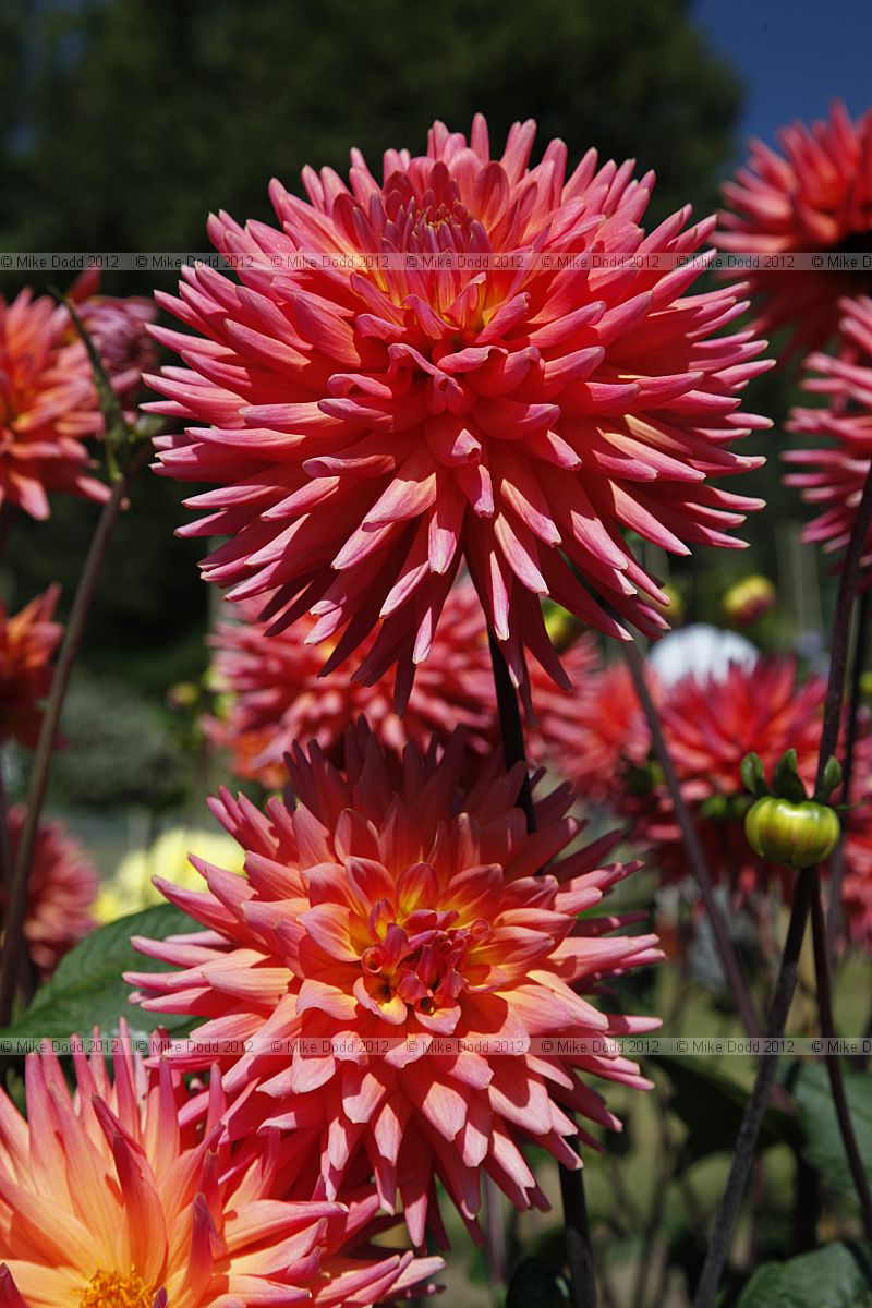 Dahlia 'Oakwood Firelight'