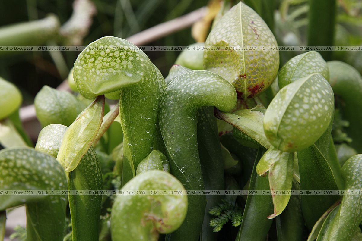 Darlingtonia californica