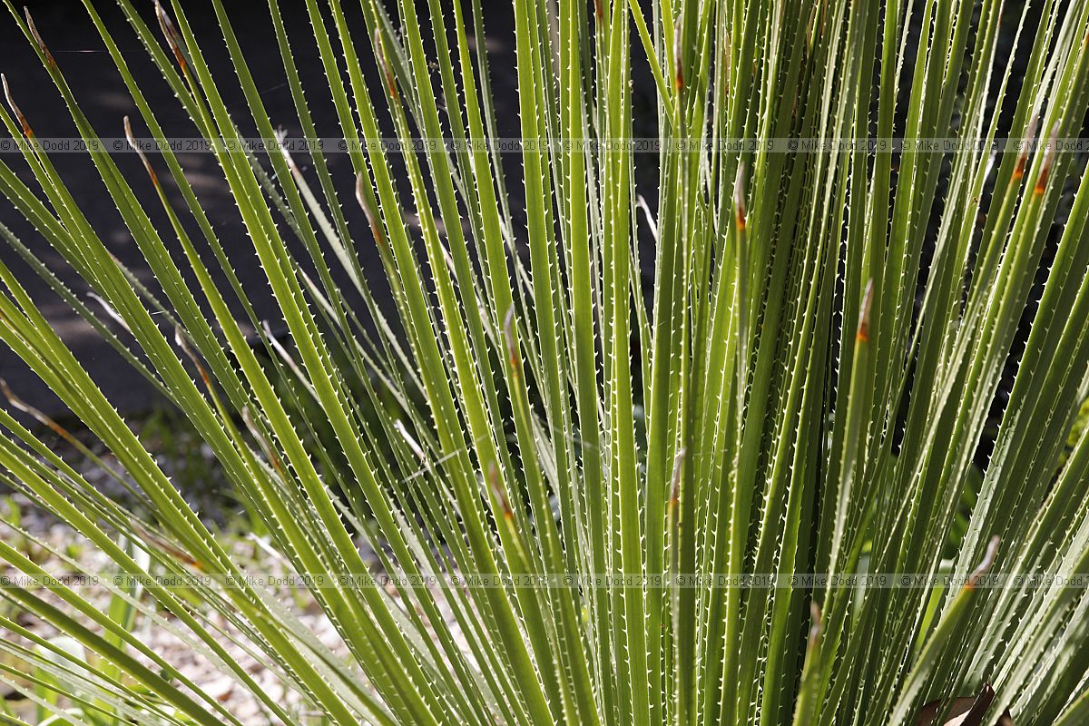 Dasylirion acrotrichum