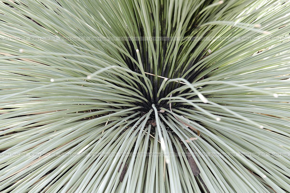 Dasylirion longissimum