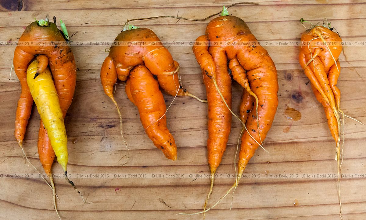 Daucus carota subsp. sativus Carrot odd shapes