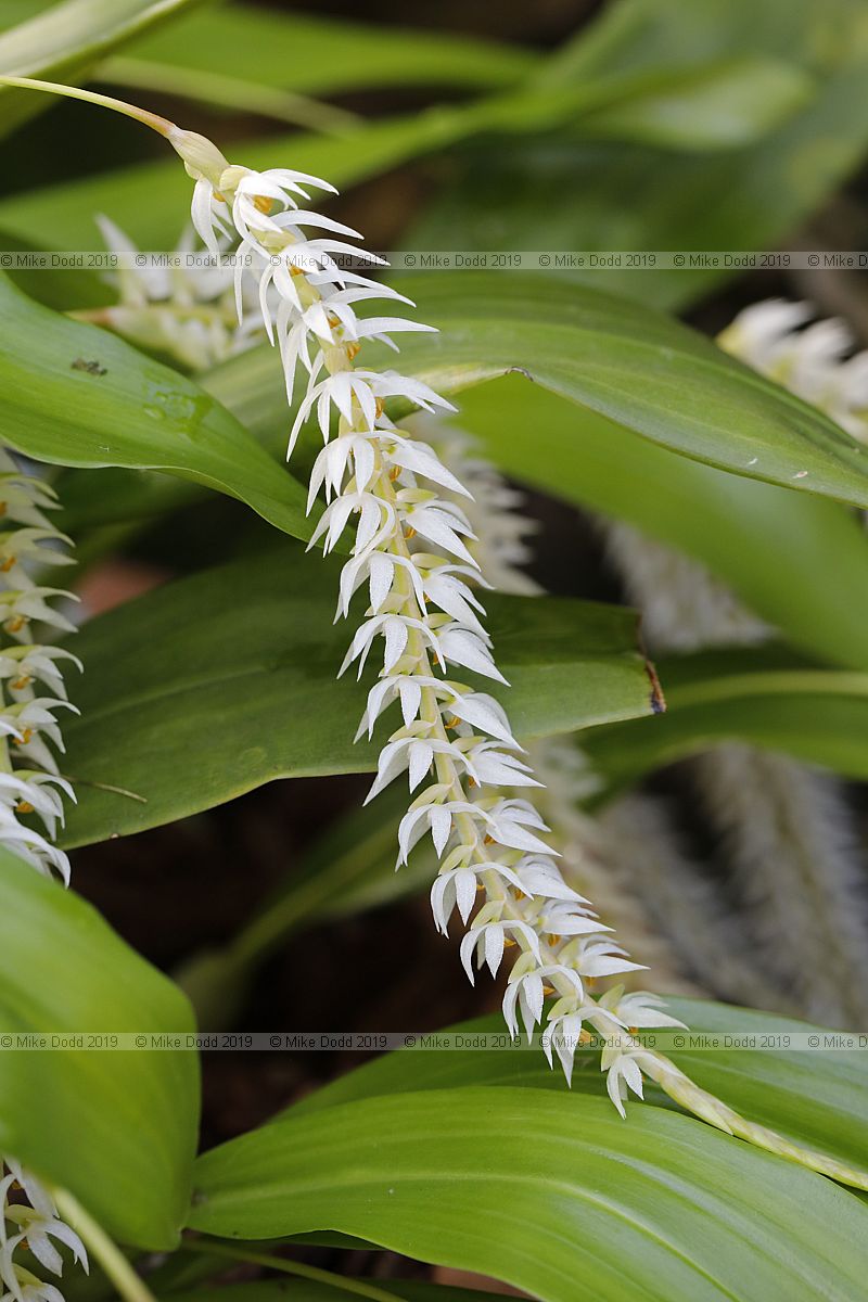 Dendrochilum glumaceum Hay-scented orchid