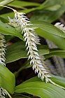 Dendrochilum glumaceum Hay-scented orchid