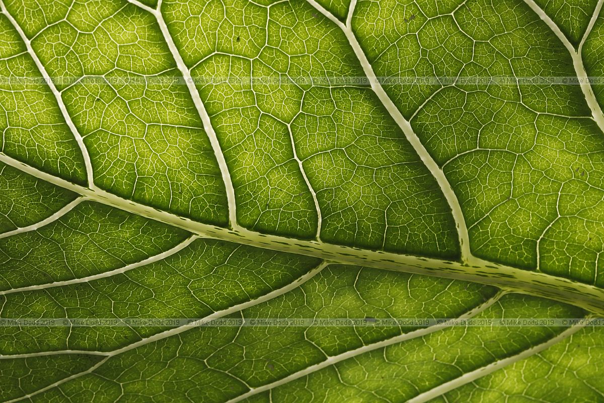 Dendroseris litoralis