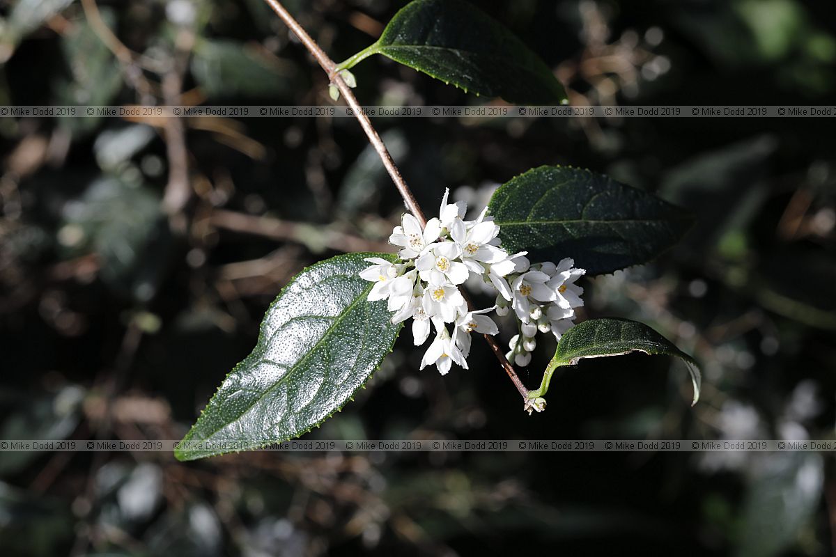 Deutzia multiradiata